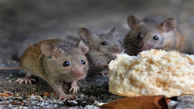How to get rid of mice in such a simple way