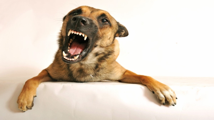 Why is Your Dog Growling?