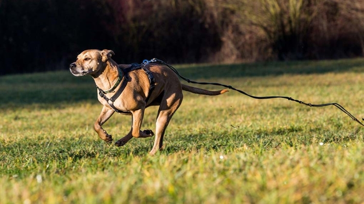 Off Leash Training: How to Train Your Dog To Listen Off Leash