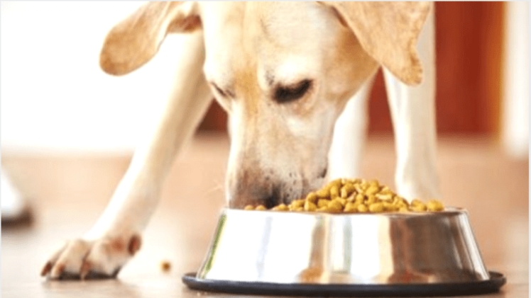 FDA Warning – Euthanasia Drug Found in Wet Dog Food