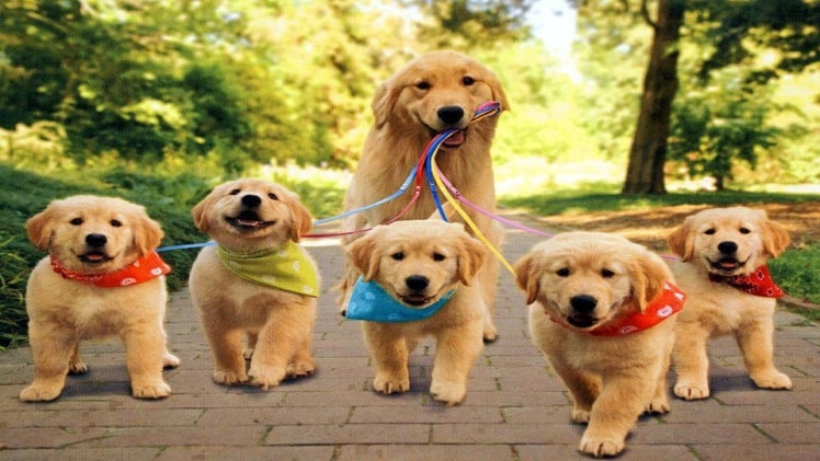 What Are 5 Pet Animals You Should Get As a Pet