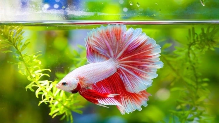 Bloodworms For Betta Fish: A Great Habitat for Your Pet