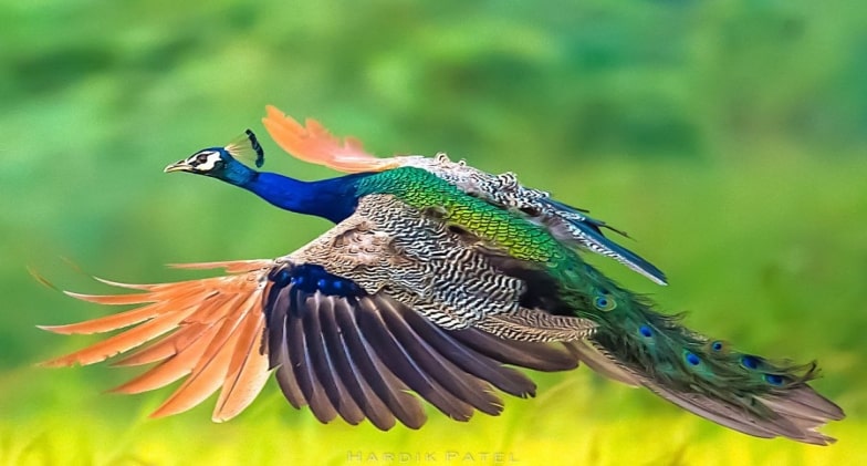 Do Peacocks Tails Prevent Them From Flying?