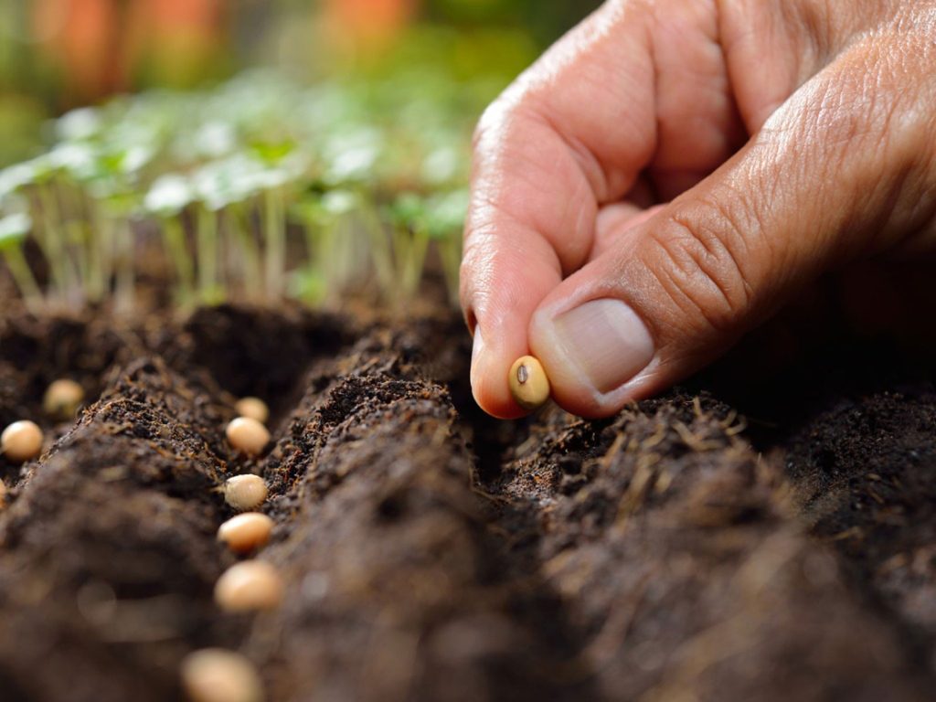 Grow Your Own with the Best Seeds