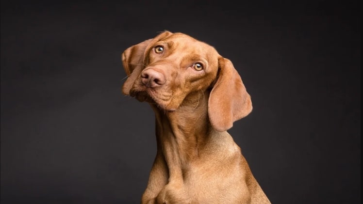 Caring Tips for Your Dog Sensitive Stomach