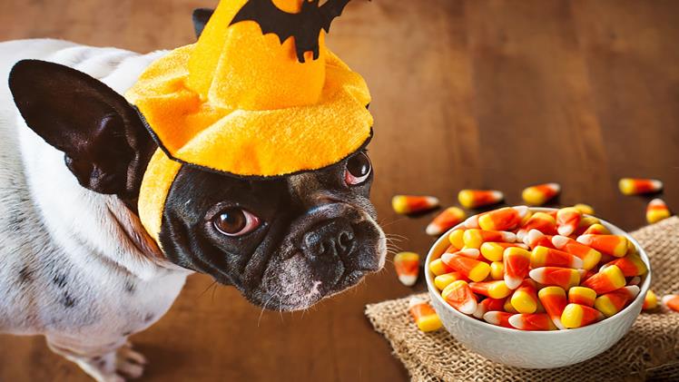 10 Nutritional People Foods That Are Good For Dogs