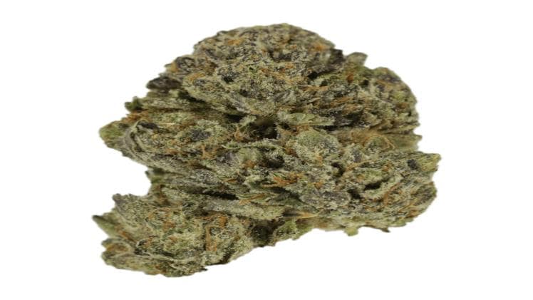 Explore the Skunky Irresistible Cannabis Strain Now!