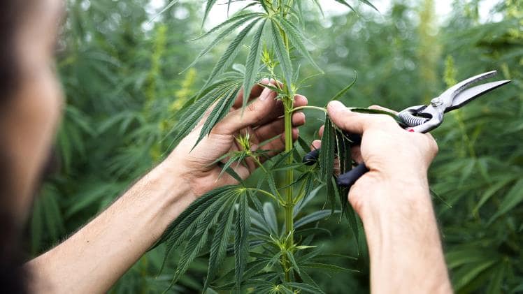 Use, and rules for CBD cultivation