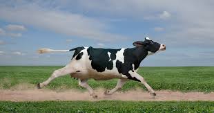 Find the Invisible Cow