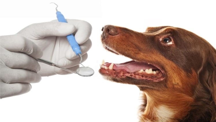 Can Dogs Wear Braces?