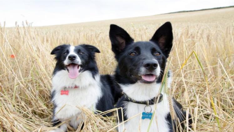 The One Thing You Need to Know Before Ordering Funny Dog Tags