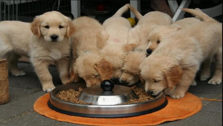 Top Do’s and Don’ts of Feeding Your Dog