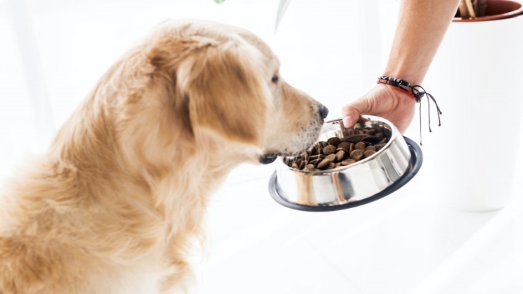 5 Important Considerations When Buying Dog Food Online