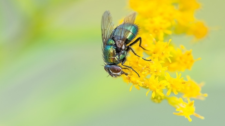 Flies and Health Risks: Important Things To Know
