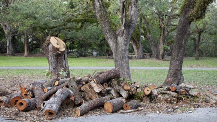 All You Need to Know About Tree Moving Services