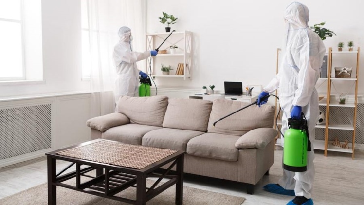 Eliminating Pest Infestations: A Guide to Home Pest Control Services