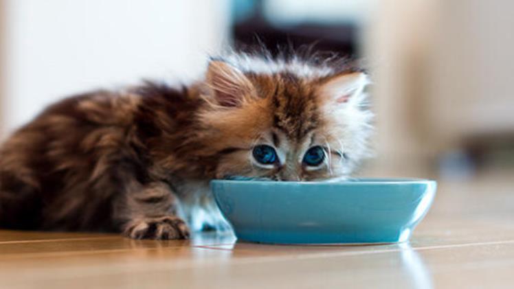 4 Feeding Tips to Raise a Well-Nourished Cat